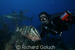 Diver with Nassau Grouper and Caribbean Reef Shark-Canon ... by Richard Goluch 